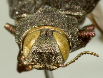 Media type: image;   Entomology 2692 Aspect: head frontal view